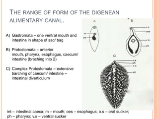 3 nutrition and es of parasites trematode, cestode and acanthocephalan ...