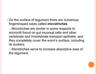 Microtrichae Insects 3 nutrition and es of parasites trematode, cestode and acanthocephalan ...