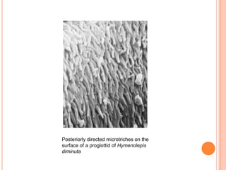 Microtrichae Insect 3 nutrition and es of parasites trematode, cestode and acanthocephalan ...