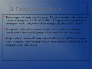 3. Pelepasan asetilkolin
Jika suatu potensial kerja yang dipropagasi oleh kanal bervoltase peka natrium tiba
pada suatu ujung saraf, maka kanal-kanal bervoltase peka kalsium pada membran
presinaptik terbuka, yang menyebabkan peningkatan kadar kalsium dalam sel.
Peningkatan kadar kalsium ini memacu fusi vesikel-vesikel sinaptik dengan
membran sel dan melepas kandungan asetilkolinnya ke dalam celah sinaps.
Pelepasan demikian dapat dihambat oleh toksinbotulinum. Kebalikannya, racun
lebah hitam justru menyebabkan pelepasan semua simpanan asetilkolin dalam sel
tumpah ke dalam celah sinaptik
 