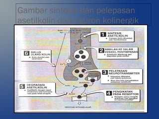 Gambar sintesis dan pelepasan
asetilkolin dari neuron kolinergik
 