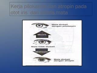 Kerja pilokarpin dan atropin pada
otot iris dan siliaris mata
 