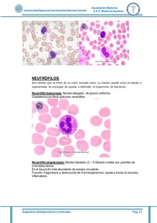Asignatura: Biología Celular y molecular. Pág. 11
UniversidadNacional JoséFaustinoSánchez Carrión
Facultadde Medicina
E.A.P. MedicinaHumana
NEUTRÓFILOS:
Son células que se tiñen de un color morado claro, su núcleo, puede estar en banda o
segmentado Se encargan de ayudar a defender el organismo de bacterias.
Neutrófilo bastonado: Núcleo alargado, de grosor uniforme,
Citoplasma con finos gránulos neutrófilos
Neutrófilo segmentado: Núcleo lobulado (2 – 5 lóbulos) unidos por puentes de
cromatina densa
Es el leucocito más abundante de sangre circulante.
Función: Fagocitosis y destrucción de microorganismos, ayuda a iniciar el proceso
inflamatorio.
 