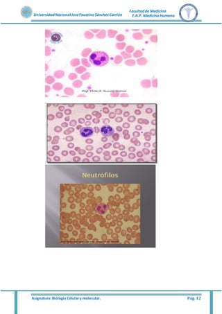 Asignatura: Biología Celular y molecular. Pág. 12
UniversidadNacional JoséFaustinoSánchez Carrión
Facultadde Medicina
E.A.P. MedicinaHumana
 