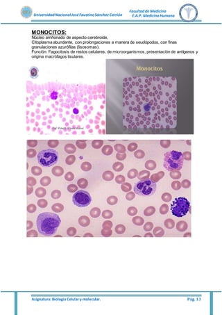 Asignatura: Biología Celular y molecular. Pág. 13
UniversidadNacional JoséFaustinoSánchez Carrión
Facultadde Medicina
E.A.P. MedicinaHumana
MONOCITOS:
Núcleo arriñonado de aspecto cerebroide,
Citoplasma abundante, con prolongaciones a manera de seudópodos, con finas
granulaciones azurófilas (lisosomas).
Función: Fagocitosis de restos celulares, de microorganismos, presentación de antígenos y
origina macrófagos tisulares.
 
