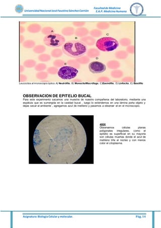 Asignatura: Biología Celular y molecular. Pág. 14
UniversidadNacional JoséFaustinoSánchez Carrión
Facultadde Medicina
E.A.P. MedicinaHumana
Leucocitos al microscopio óptico.A) Neutrófilo, B) Monocito/Macrófago, C)Eosinófilo, D) Linfocito, E) Basófilo
OBSERVACION DE EPITELIO BUCAL
Para este experimento sacamos una muestra de nuestro compañeros del laboratorio, mediante una
espátula que es sumergida en la cavidad bucal , luego lo extendemos en una lámina porta objeto y
dejas secar al ambiente , agregamos azul de metileno y pasamos a observar el en el microscopio.
400X
Observamos células planas
poligonales irregulares, como el
epitelio es superficial en su mayoría
son células muertas donde el azul de
metileno tiñe el núcleo y con menos
color el citoplasma.
 