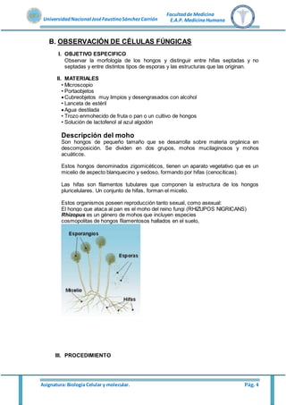 Asignatura: Biología Celular y molecular. Pág. 4
UniversidadNacional JoséFaustinoSánchez Carrión
Facultadde Medicina
E.A.P. MedicinaHumana
B. OBSERVACIÓN DE CÉLULAS FÚNGICAS
I. OBJETIVO ESPECIFICO
Observar la morfología de los hongos y distinguir entre hifas septadas y no
septadas y entre distintos tipos de esporas y las estructuras que las originan.
II. MATERIALES
• Microscopio
• Portaobjetos
Cubreobjetos muy limpios y desengrasados con alcohol
• Lanceta de estéril
Agua destilada
• Trozo enmohecido de fruta o pan o un cultivo de hongos
• Solución de lactofenol al azul algodón
Descripción del moho
Son hongos de pequeño tamaño que se desarrolla sobre materia orgánica en
descomposición. Se dividen en dos grupos, mohos mucilaginosos y mohos
acuáticos.
Estos hongos denominados zigomicéticos, tienen un aparato vegetativo que es un
micelio de aspecto blanquecino y sedoso, formando por hifas (cenocíticas).
Las hifas son filamentos tubulares que componen la estructura de los hongos
pluricelulares. Un conjunto de hifas, forman el micelio.
Estos organismos poseen reproducción tanto sexual, como asexual:
El hongo que ataca al pan es el moho del reino fungi (RHIZUPOS NIGRICANS)
Rhizopus es un género de mohos que incluyen especies
cosmopolitas de hongos filamentosos hallados en el suelo,
III. PROCEDIMIENTO
 