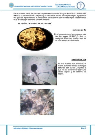 Asignatura: Biología Celular y molecular. Pág. 5
UniversidadNacional JoséFaustinoSánchez Carrión
Facultadde Medicina
E.A.P. MedicinaHumana
De la muestra traída del pan descompuesta encontramos hongos RHIZOPUS NIGRICANS
(MOHO) lo extraemos con una pinza y lo colocamos en una lámina portaobjeto, agregamos
una gota de agua destilada lo removemos y lo cubrimos con el cubre objeto y observamos
en el microscopio en menor y mayor aumento.
IV. RESULTADOS DEL MOHO DE PAN
aumento de 4x
En el menor aumento la muestra no sale
bien los hongos RHIZOPUS. Aquí no
podemos diferenciar mucho, pero se
ve hifas y esporas claramente
aumento de 10x
en esta muestra mas enfocada y a
mayor aumento vemos un hongos
completo con su hifa , esporas lo
que nos da a diferenciar sobre una
célula vegetal .y se observa los
septos.
 