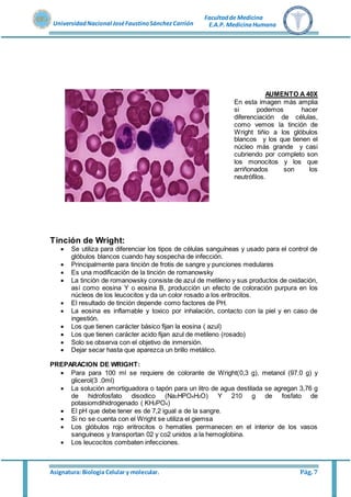 Asignatura: Biología Celular y molecular. Pág. 7
UniversidadNacional JoséFaustinoSánchez Carrión
Facultadde Medicina
E.A.P. MedicinaHumana
AUMENTO A 40X
En esta imagen más amplia
si podemos hacer
diferenciación de células,
como vemos la tinción de
Wright tiñio a los glóbulos
blancos y los que tienen el
núcleo más grande y casi
cubriendo por completo son
los monocitos y los que
arriñonados son los
neutrófilos.
Tinción de Wright:
 Se utiliza para diferenciar los tipos de células sanguíneas y usado para el control de
glóbulos blancos cuando hay sospecha de infección.
 Principalmente para tinción de frotis de sangre y punciones medulares
 Es una modificación de la tinción de romanowsky
 La tinción de romanowsky consiste de azul de metileno y sus productos de oxidación,
así como eosina Y o eosina B, producción un efecto de coloración purpura en los
núcleos de los leucocitos y da un color rosado a los eritrocitos.
 El resultado de tinción depende como factores de PH.
 La eosina es inflamable y toxico por inhalación, contacto con la piel y en caso de
ingestión.
 Los que tienen carácter básico fijan la eosina ( azul)
 Los que tienen carácter acido fijan azul de metileno (rosado)
 Solo se observa con el objetivo de inmersión.
 Dejar secar hasta que aparezca un brillo metálico.
PREPARACION DE WRIGHT:
 Para para 100 ml se requiere de colorante de Wright(0,3 g), metanol (97.0 g) y
glicerol(3 .0ml)
 La solución amortiguadora o tapón para un litro de agua destilada se agregan 3,76 g
de hidrofosfato disodico (Na2HPO4H2O) Y 210 g de fosfato de
potasiomdihidrogenado ( KH2PO4)
 El pH que debe tener es de 7,2 igual a de la sangre.
 Si no se cuenta con el Wright se utiliza el giemsa
 Los glóbulos rojo eritrocitos o hematíes permanecen en el interior de los vasos
sanguíneos y transportan 02 y co2 unidos a la hemoglobina.
 Los leucocitos combaten infecciones.
 