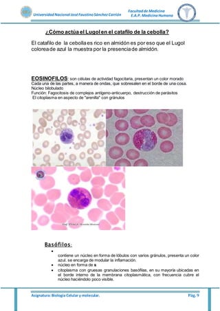 Asignatura: Biología Celular y molecular. Pág. 9
UniversidadNacional JoséFaustinoSánchez Carrión
Facultadde Medicina
E.A.P. MedicinaHumana
¿Cómo actúa el Lugolen el catafilo de la cebolla?
El catafilo de la cebollaes rico en almidón es por eso que el Lugol
coloreade azul la muestra por la presenciade almidón.
EOSINOFILOS: son células de actividad fagocitaria, presentan un color morado
Cada una de las partes, a manera de ondas, que sobresalen en el borde de una cosa.
Núcleo bilobulado
Función: Fagocitosis de complejos antígeno-anticuerpo, destrucción de parásitos
El citoplasma en aspecto de "arenilla" con gránulos
Basófilos:

contiene un núcleo en forma de lóbulos con varios gránulos, presenta un color
azul. se encarga de modular la inflamación.
 núcleo en forma de s
 citoplasma con gruesas granulaciones basófilas, en su mayoría ubicadas en
el borde interno de la membrana citoplasmática, con frecuencia cubre el
núcleo haciéndolo poco visible.
 