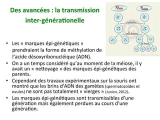 Des	avancées	:	la	transmission	
inter-généra)onelle		
•  Les	«	marques	épi-généNques	»		
					prendraient	la	forme	de	méthylaNon	de		
					l’acide	désoxyribonucléique	(ADN).		
•  On	a	un	temps	considéré	qu’au	moment	de	la	méiose,	il	y	
avait	un	«	nexoyage	»	des	marques	épi-généNques	des	
parents.	
•  Cependant	des	travaux	expérimentaux	sur	la	souris	ont	
montré	que	les	brins	d'ADN	des	gamètes	(spermatozoïdes	et	
ovules)	ne	sont	pas	totalement	«	vierges	»	(Junien,	2012).		
•  Les	marques	épi-généNques	sont	transmissibles	d’une	
généraNon	mais	également	perdues	au	cours	d’une	
généraNon.		
 