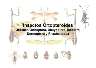 Insectos Ortopteroides
Ordenes Orthoptera, Dictyoptera, Isoptera,
Dermaptera y Phasmatodea
 