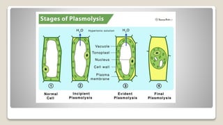 AS Biology - Osmosis