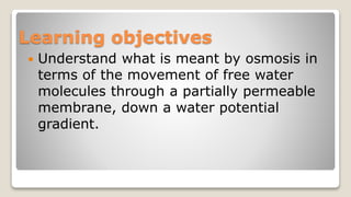 Learning objectives
Understand what is meant by osmosis in
terms of the movement of free water
molecules through a partially permeable
membrane, down a water potential
gradient.
