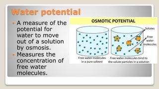 Water potential
A measure of the
potential for
water to move
out of a solution
by osmosis.
Measures the
concentration of
free water
molecules.