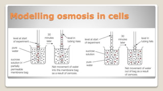 Modelling osmosis in cells