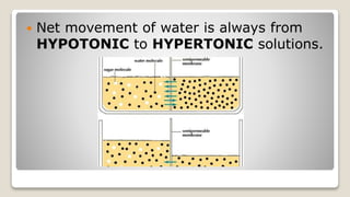  Net movement of water is always from
HYPOTONIC to HYPERTONIC solutions.