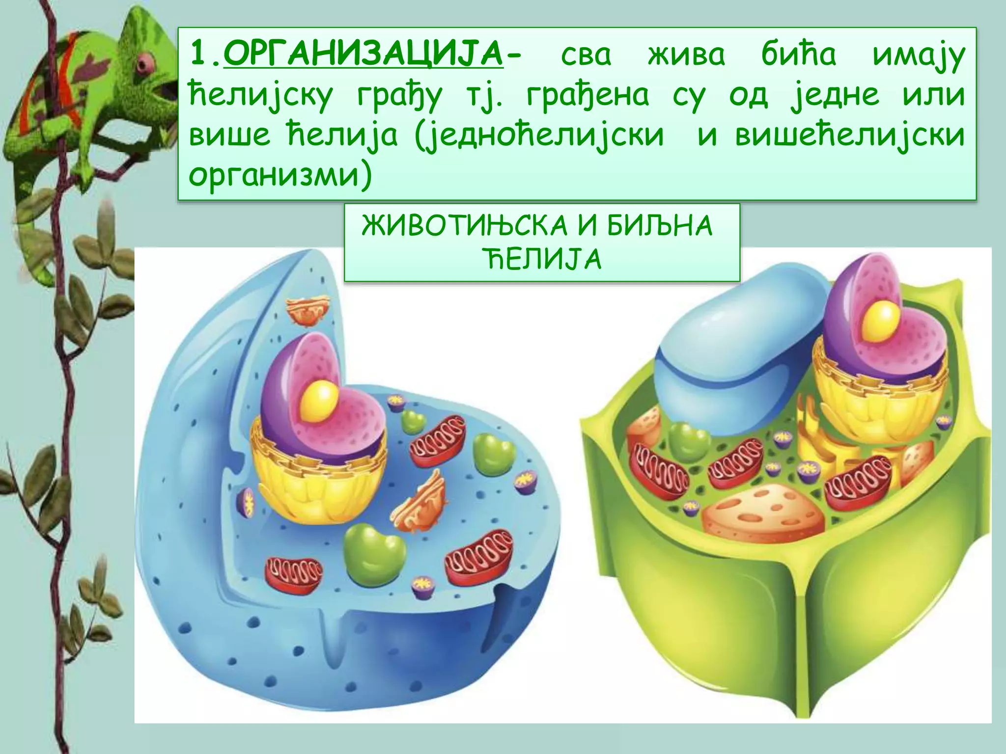 3 osobine zivih bica | PPT