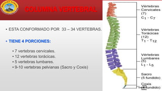 ▪ ESTA CONFORMADO POR 33 – 34 VERTEBRAS.
▪ TIENE 4 PORCIONES:
▪ 7 vertebras cervicales.
▪ 12 vertebras torácicas.
▪ 5 vertebras lumbares.
▪ 9-10 vertebras pelvianas (Sacro y Coxis)
COLUMNA VERTEBRAL
DAVID
SUMERENTE
TORRES
 