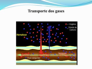 Transporte dos gases
 