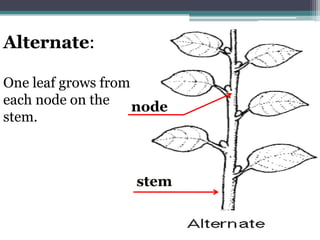 U4 l4 types of roots | PPTX