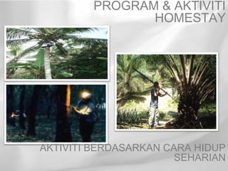 PROGRAM & AKTIVITI
               HOMESTAY




AKTIVITI BERDASARKAN CARA HIDUP
                       SEHARIAN
 