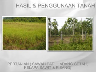 HASIL & PENGGUNAAN TANAH




PERTANIAN ( SAWAH PADI, LADANG GETAH,
       KELAPA SAWIT & PISANG)
 