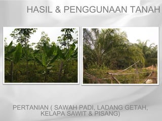 HASIL & PENGGUNAAN TANAH




PERTANIAN ( SAWAH PADI, LADANG GETAH,
       KELAPA SAWIT & PISANG)
 