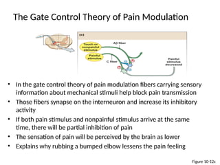 3_ PHYSIOLOGY OF PAIN; HUMAN PHYSIOLOGY .pptx