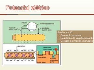 Potencial elétrico
Bomba Na+/K+
• Contração muscular
• Regulação da frequência cardíac
• Geração de impulsos nervosos
 
