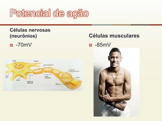 Células nervosas
(neurônios)
 -70mV
Células musculares
 -85mV
Potencial de ação
 