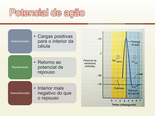 • Cargas positivas
para o interior da
célula
Despolarização
• Retorno ao
potencial de
repouso
Repolarização
• Interior mais
negativo do que
o repouso
Hiperpolarização
Potencial de ação
 
