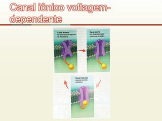 Canal iônico voltagem-
dependente
 