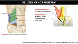 OBLICUO MENOR /INTERNO
INSERCIÓN PROXIMAL
1/3 Externo de cresta iliaca
INSERCIÓN Distal
3 ultimas Costillas
Espina del pubis
Linea media
Mayagoitia González, J (2015). Hernias de la pared abdominal tratamiento actual.. Edición 3ra. Ciudad de México, México. Editorial Alfiln
 