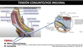 FIBRAS
M. Oblico interno/menor
M. transverso
TENDÓN CONJUNTO/HOZ INGUINAL
Moore, k. L., agur, a. M., & dalley, a. F. (2015).”Capítulo 5 abdomen” fundamentos de anatomía con orientación clínica 5a. Ed.. Barcelona: wolters kluwer. 765- 803
Netter. Atlas de anatomía humana. Ed. Elsevier. Ed. 7°. 2019. 457 -477
 