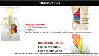 TRANSVERSO
INSERCIÓN PROXIMAL
1/3 Ext Cintilla iliopubiana
Cresta iliaca
Apofisis Transversas lumbares de ultimas 6 costillas
INSERCIÓN DISTAL
Espina del pubis
Linea media /alba
Moore, k. L., agur, a. M., & dalley, a. F. (2015).”Capítulo 5 abdomen” fundamentos de anatomía con orientación clínica 5a. Ed.. Barcelona: wolters kluwer. 765- 803
Netter. Atlas de anatomía humana. Ed. Elsevier. Ed. 7°. 2019. 457 -477
 