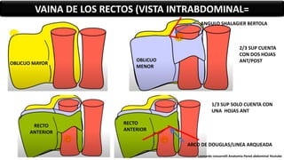 VAINA DE LOS RECTOS (VISTA INTRABDOMINAL=
OBLICUO MAYOR
OBLICUO
MENOR
2/3 SUP CUENTA
CON DOS HOJAS
ANT/POST
ANGULO SHALAGIER BERTOLA
RECTO
ANTERIOR
ARCO DE DOUGLAS/LINEA ARQUEADA
RECTO
ANTERIOR
1/3 SUP SOLO CUENTA CON
UNA HOJAS ANT
Leonardo coscarrelli Anatomia Pared abdominal Youtube
 