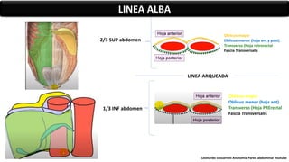 Oblicuo mayor
Oblicuo menor (hoja ant y post)
Transverso (Hoja retrorectal
Fascia Transversalis
2/3 SUP abdomen
Oblicuo mayor
Oblicuo menor (hoja ant)
Transverso (Hoja PRErectal
Fascia Transversalis
LINEA ARQUEADA
1/3 INF abdomen
LINEA ALBA
Leonardo coscarrelli Anatomia Pared abdominal Youtube
 