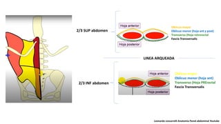 Oblicuo mayor
Oblicuo menor (hoja ant y post)
Transverso (Hoja retrorectal
Fascia Transversalis
2/3 SUP abdomen
Oblicuo mayor
Oblicuo menor (hoja ant)
Transverso (Hoja PRErectal
Fascia Transversalis
LINEA ARQUEADA
2/3 INF abdomen
Leonardo coscarrelli Anatomia Pared abdominal Youtube
 