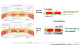 Oblicuo mayor
Oblicuo menor (hoja ant y post)
Transverso (Hoja retrorectal
Fascia Transversalis
2/3 SUP
abdomen
Oblicuo mayor
Oblicuo menor (hoja ant)
Transverso (Hoja PRErectal
Fascia Transversalis
LINEA ARQUEADA
2/3 INF
abdom
en
Moore, k. L., agur, a. M., & dalley, a. F. (2015).”Capítulo 5 abdomen” fundamentos de anatomía con orientación clínica 5a. Ed.. Barcelona: wolters kluwer. 765- 803
Netter. Atlas de anatomía humana. Ed. Elsevier. Ed. 7°. 2019. 457 -477
 