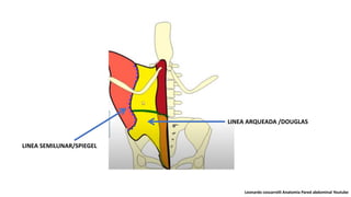 LINEA SEMILUNAR/SPIEGEL
LINEA ARQUEADA /DOUGLAS
Leonardo coscarrelli Anatomia Pared abdominal Youtube
 