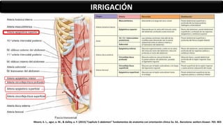 IRRIGACIÓN
Moore, k. L., agur, a. M., & dalley, a. F. (2015).”Capítulo 5 abdomen” fundamentos de anatomía con orientación clínica 5a. Ed.. Barcelona: wolters kluwer. 765- 803
 