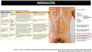 INERVACIÓN
Moore, k. L., agur, a. M., & dalley, a. F. (2015).”Capítulo 5 abdomen” fundamentos de anatomía con orientación clínica 5a. Ed.. Barcelona: wolters kluwer. 765- 803
Netter. Atlas de anatomía humana. Ed. Elsevier. Ed. 7°. 2019. 457 -477
 