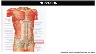 INERVACIÓN
Netter. Atlas de anatomía humana. Ed. Elsevier. Ed. 7°. 2019. 457 -477
 
