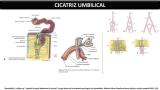 CICATRIZ UMBILICAL
Skandalakis j, colborn g, “capitulo 9 pared abdominal y hernias” cirugía bases de la anatomía quirúrgica de skandalakis. Marbán libros España primera edición, versión español 2013. 351-
 