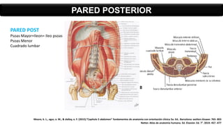 PARED POST
Psoas Mayor+Ileon= Ileo psoas
Psoas Menor
Cuadrado lumbar
PARED POSTERIOR
Moore, k. L., agur, a. M., & dalley, a. F. (2015).”Capítulo 5 abdomen” fundamentos de anatomía con orientación clínica 5a. Ed.. Barcelona: wolters kluwer. 765- 803
Netter. Atlas de anatomía humana. Ed. Elsevier. Ed. 7°. 2019. 457 -477
 