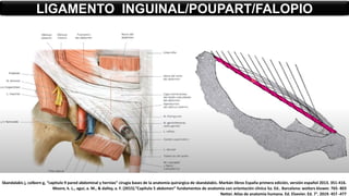 LIGAMENTO INGUINAL/POUPART/FALOPIO
Skandalakis j, colborn g, “capitulo 9 pared abdominal y hernias” cirugía bases de la anatomía quirúrgica de skandalakis. Marbán libros España primera edición, versión español 2013. 351-416.
Moore, k. L., agur, a. M., & dalley, a. F. (2015).”Capítulo 5 abdomen” fundamentos de anatomía con orientación clínica 5a. Ed.. Barcelona: wolters kluwer. 765- 803
Netter. Atlas de anatomía humana. Ed. Elsevier. Ed. 7°. 2019. 457 -477
 