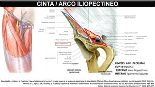 CINTA / ARCO ILIOPECTINEO
LAGUNA MEDIAL
(MUSCULAR) LAGUNA LATERAL
(VASCULAR)
/CLOQUET LIMITES ANILLO CRURAL
SUP lig inguinal
EXTERNO arco iliopectineo
INTERNO ligamento lagunar
Skandalakis j, colborn g, “capitulo 9 pared abdominal y hernias” cirugía bases de la anatomía quirúrgica de skandalakis. Marbán libros España primera edición, versión español 2013. 351-416.
Moore, k. L., agur, a. M., & dalley, a. F. (2015).”Capítulo 5 abdomen” fundamentos de anatomía con orientación clínica 5a. Ed.. Barcelona: wolters kluwer. 765- 803
Netter. Atlas de anatomía humana. Ed. Elsevier. Ed. 7°. 2019. 457 -477
 