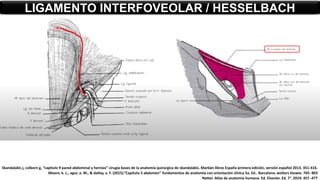 LIGAMENTO INTERFOVEOLAR / HESSELBACH
Skandalakis j, colborn g, “capitulo 9 pared abdominal y hernias” cirugía bases de la anatomía quirúrgica de skandalakis. Marbán libros España primera edición, versión español 2013. 351-416.
Moore, k. L., agur, a. M., & dalley, a. F. (2015).”Capítulo 5 abdomen” fundamentos de anatomía con orientación clínica 5a. Ed.. Barcelona: wolters kluwer. 765- 803
Netter. Atlas de anatomía humana. Ed. Elsevier. Ed. 7°. 2019. 457 -477
 