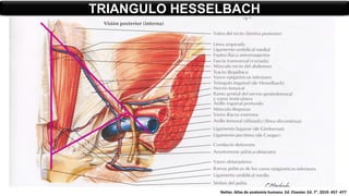 TRIANGULO HESSELBACH
Netter. Atlas de anatomía humana. Ed. Elsevier. Ed. 7°. 2019. 457 -477
 